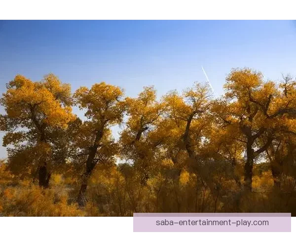 世界杯竞猜入口全面指南助你轻松掌握投注技巧与赛果分析